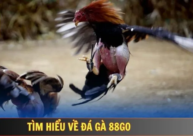 Các trường gà nổi bật tại 88go