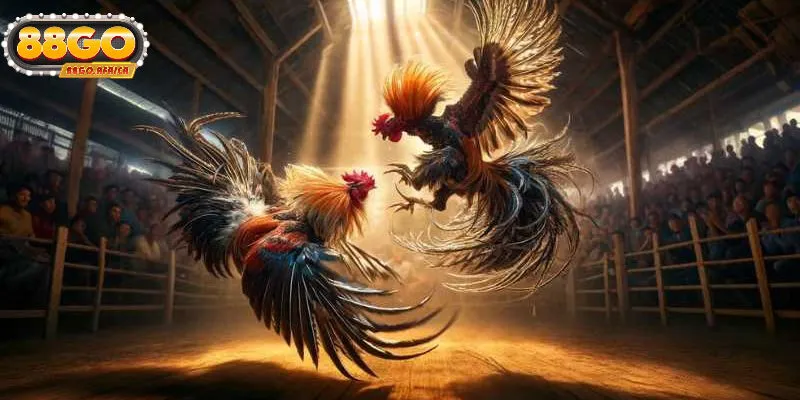 Đá Gà 88GO - Sân Chơi Cá Cược Kịch Tính Hàng Đầu Châu Á