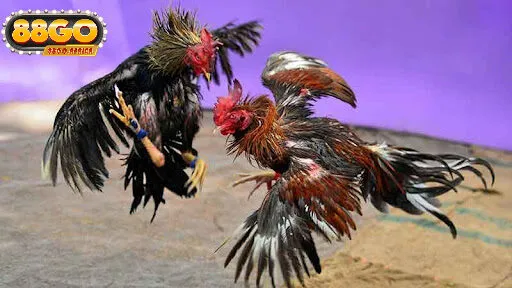 Hướng Dẫn Tham Gia Đá Gà 88GO Chỉ Trong 3 Bước